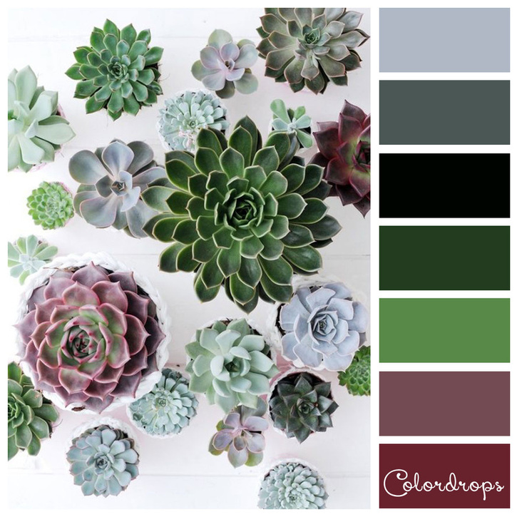 echeveria colors - ColorDrops